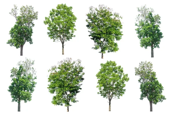 Колекція дерева ізольована на білому тлі — стокове фото