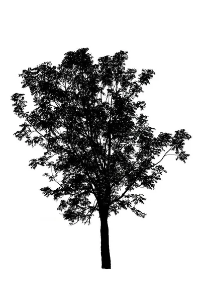 Silhouette of tree isolated on white background — Stock Photo, Image