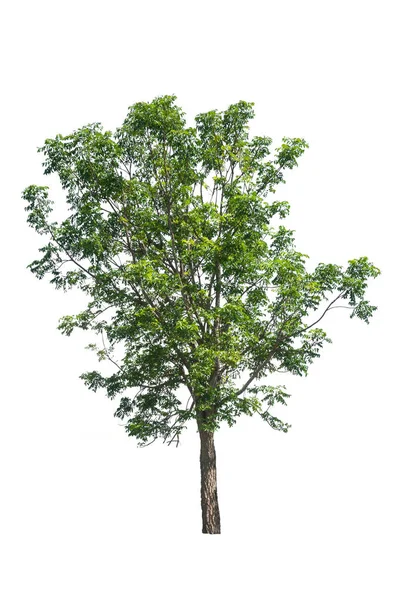 Árbol aislado sobre fondo blanco — Foto de Stock