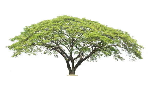 सफेद पृष्ठभूमि पर अलग पेड़ — स्टॉक फ़ोटो, इमेज