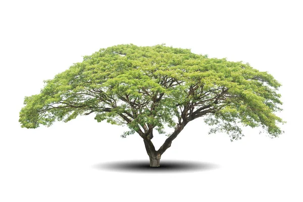 Árbol aislado sobre fondo blanco — Foto de Stock