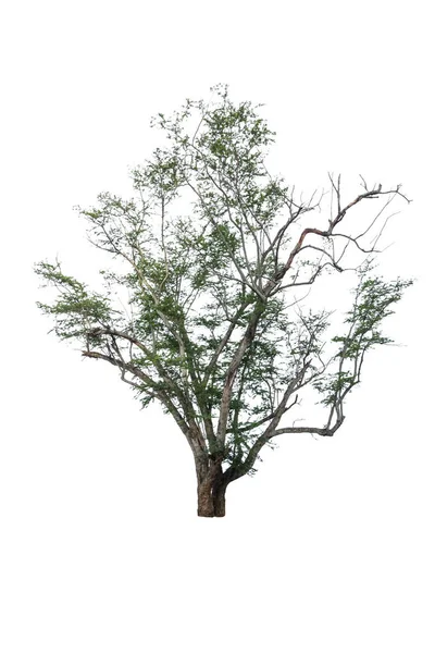 Tree isolated on white background — Stock Photo, Image