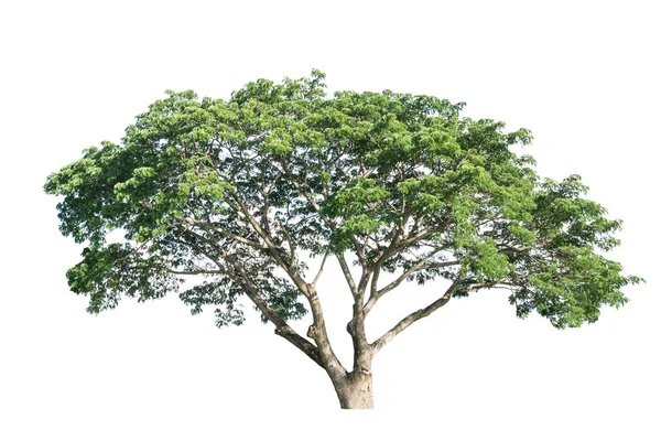 Träd isolerade på vit bakgrund — Stockfoto