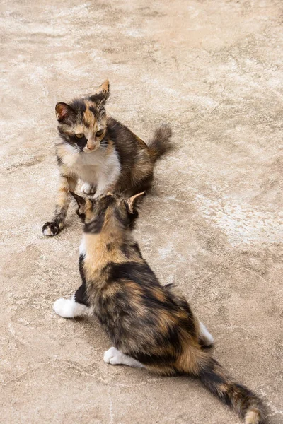 Dois gatinhos adoráveis jogando no chão, Gatinhos ao ar livre . — Fotografia de Stock