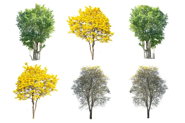Conjunto de seis grandes árvores isoladas no fundo branco — Fotografia de Stock