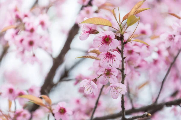 Messa a fuoco selezionata sul primo piano dei fiori di ciliegio in piena fioritura , — Foto Stock