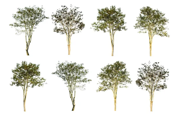 Conjunto de 8 árvores isoladas sobre fundo branco — Fotografia de Stock