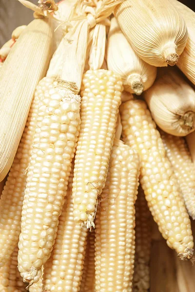 Corn hung up for drying against on house — Stock Photo, Image