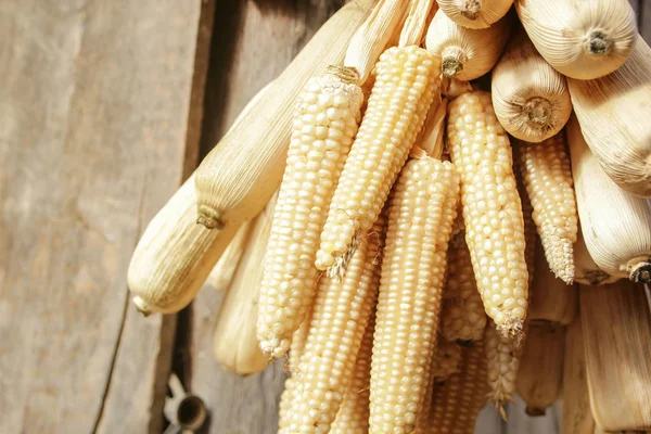 Corn hung up for drying against on house — Stock Photo, Image