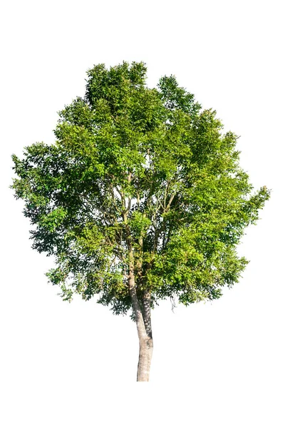 Árboles aislados sobre fondo blanco — Foto de Stock