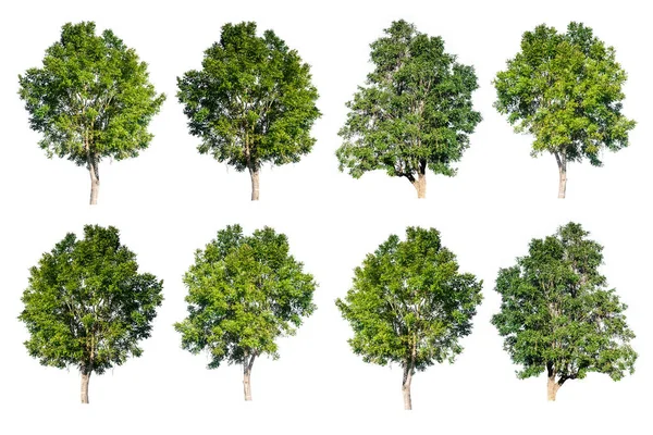 Serie di alberi isolati su sfondo bianco — Foto Stock