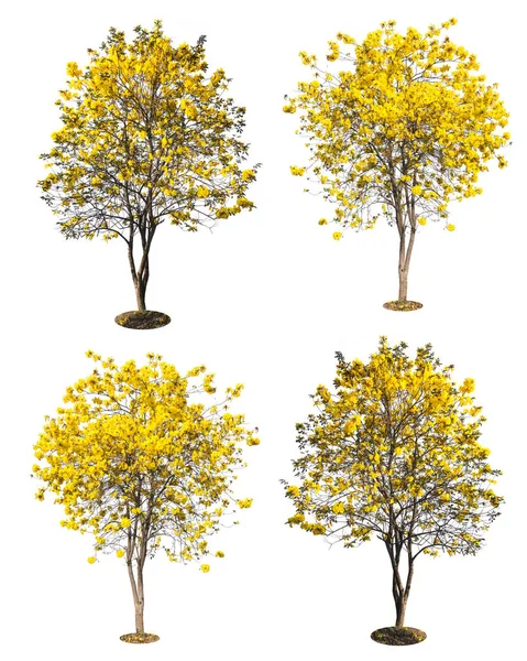 Árvore dourada, árvore de flores amarelas, tabebuia isolado em branco — Fotografia de Stock