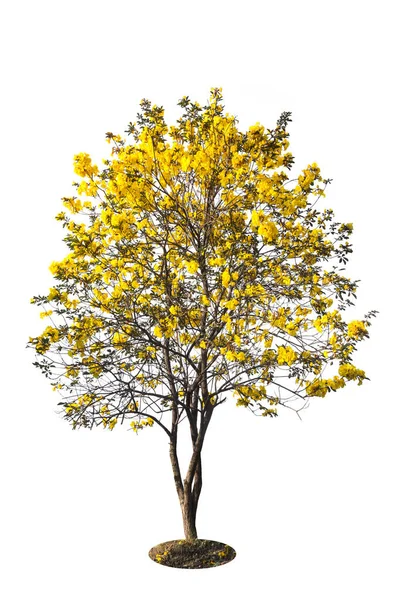 Árvore dourada, árvore de flores amarelas, tabebuia isolado — Fotografia de Stock