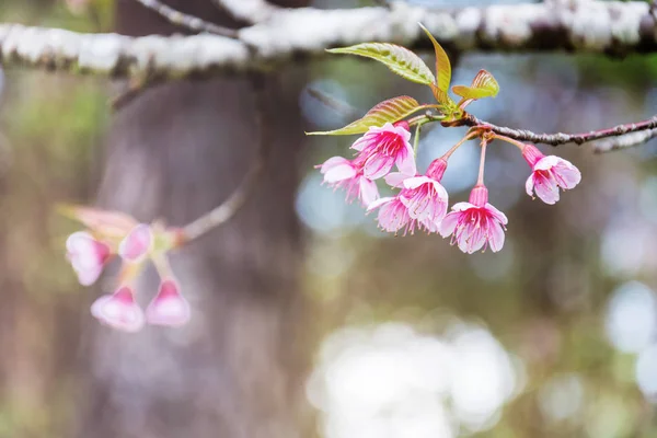 Bloom abstraktní růžové květy (divoký himálajský Cherry) — Stock fotografie