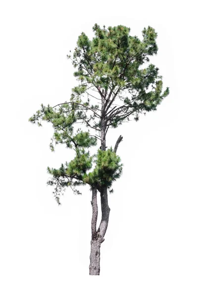 Дерево ізольовано на білому тлі — стокове фото