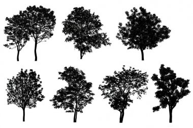 Beyaz arkaplanda izole edilmiş ağaç silueti