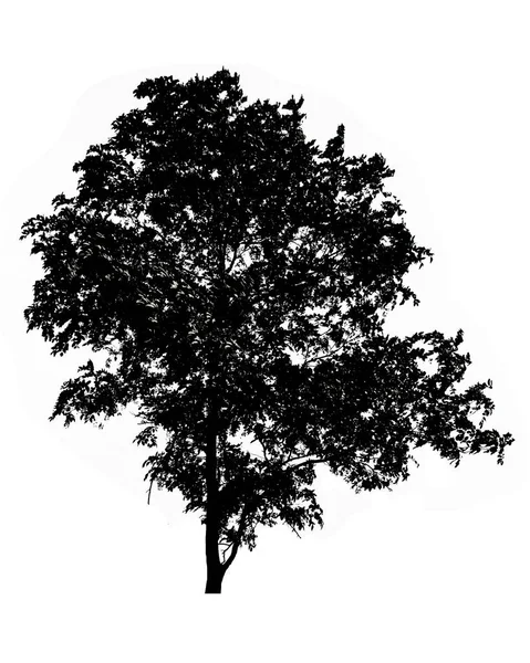 Silhueta de árvore isolada sobre fundo branco — Fotografia de Stock