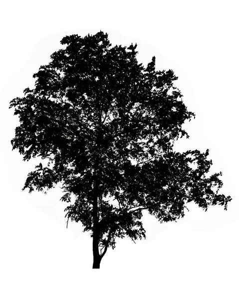 Silhouette di albero isolato su sfondo bianco — Foto Stock