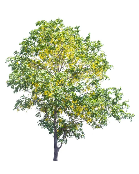 Árvore flores amarelas, Cássia fístula isolada sobre fundo branco — Fotografia de Stock