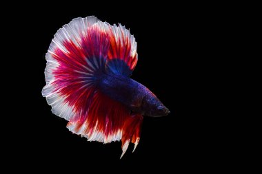 Beta balığı siyah arkaplanda izole edildi.