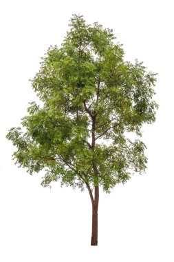 Beyaz arkaplanda izole edilmiş ağaç silueti.