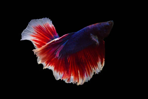 Betta peixe isolado no fundo preto. — Fotografia de Stock