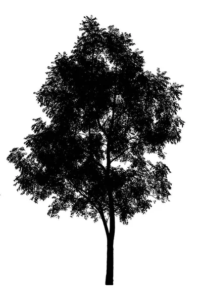 Σιλουέτα του δέντρου που απομονώνεται σε λευκό φόντο. — Φωτογραφία Αρχείου