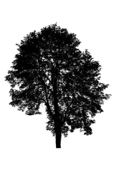 白い背景に隔離された木のシルエット. — ストック写真