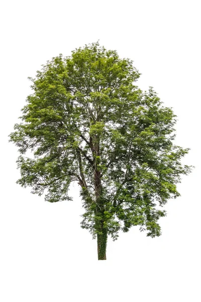 Grande albero verde isolato su sfondo bianco . — Foto Stock