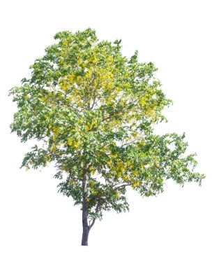 yellow flowers tree, Cassia fistula isolated on white background clipart