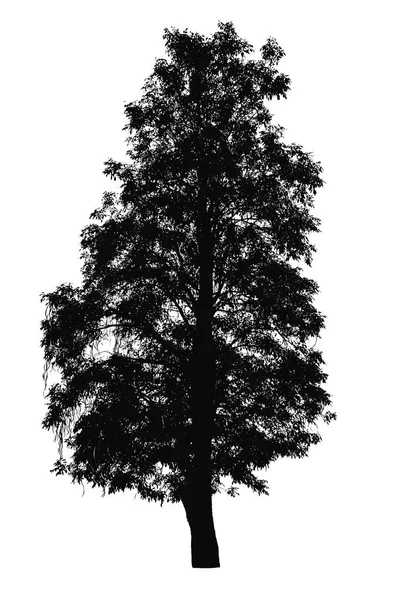 Beyaz arka plan üzerinde izole ağaçlar silüeti — Stok fotoğraf