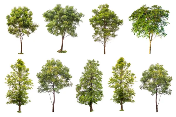 Raccolta di alberi verdi isolati su sfondo bianco — Foto Stock