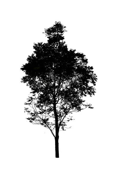 Silhouette of tree isolated on white background — Stock Photo, Image