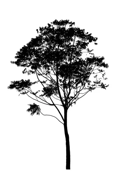 Σιλουέτα του δέντρου που απομονώνεται σε λευκό φόντο — Φωτογραφία Αρχείου