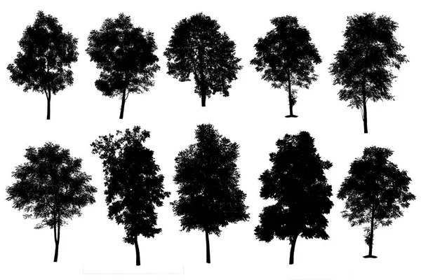 Raccolta di silhouette di alberi isolati su sfondo bianco — Foto Stock