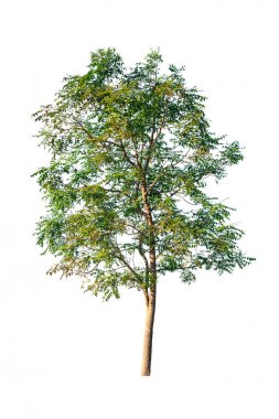 beyaz arkaplanda izole edilmiş yeşil ağaç 