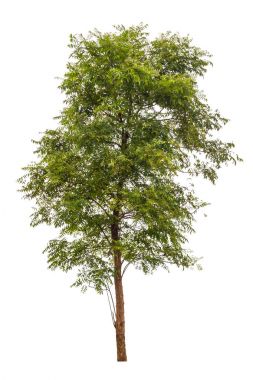 Beyaz arka plan üzerinde izole büyük yeşil ağaçlar 