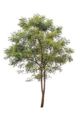 Beyaz arka plan üzerinde izole büyük yeşil ağaçlar 