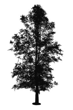 Beyaz arka plan üzerinde izole ağaçlar silüeti