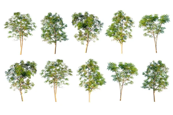 Coleção de árvore verde isolado no fundo branco — Fotografia de Stock