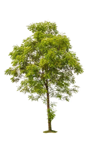 Grandes árboles verdes aislados sobre fondo blanco — Foto de Stock