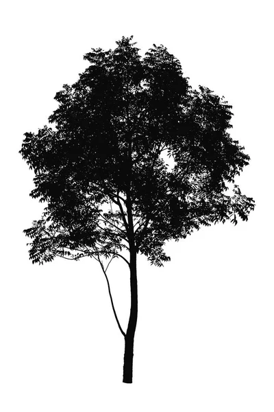 Σιλουέτα των δέντρων που απομονώνονται σε λευκό φόντο — Φωτογραφία Αρχείου