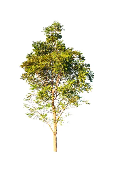 Зеленое дерево на белом фоне — стоковое фото