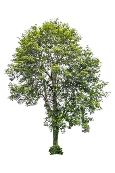 Árvore verde isolado no fundo branco — Fotografia de Stock