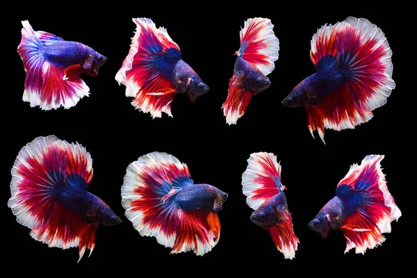 黒の背景に分離の betta の魚のコレクション. — ストック写真