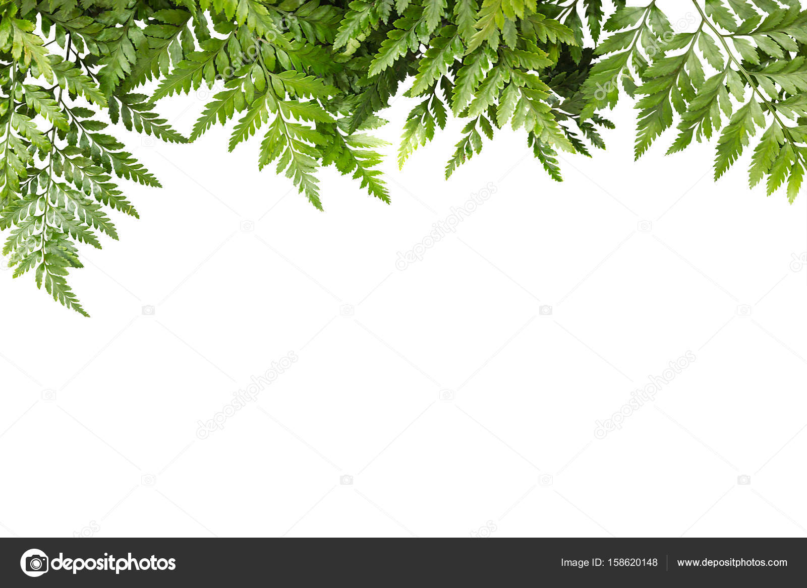 Green leaves for frame on white background, nature border ...