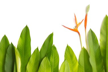 Güzel kırmızı, sarı ve turuncu Heliconia (Heliconia spp.) çiçek.