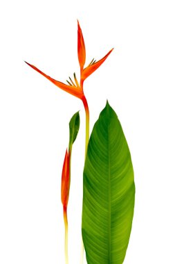 Beautiful Red, Yellow And Orange Heliconia (Heliconia Spp.) Flower. clipart