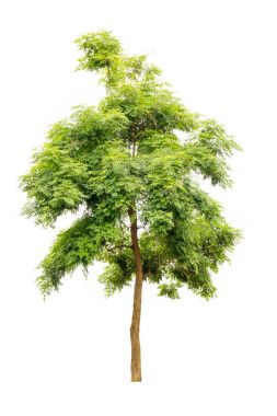 Hint mantar beyaz izole ağaç (Millingtonia hortensis).