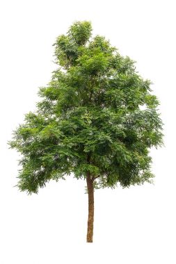beyaz arkaplanda izole edilmiş yeşil ağaç.
